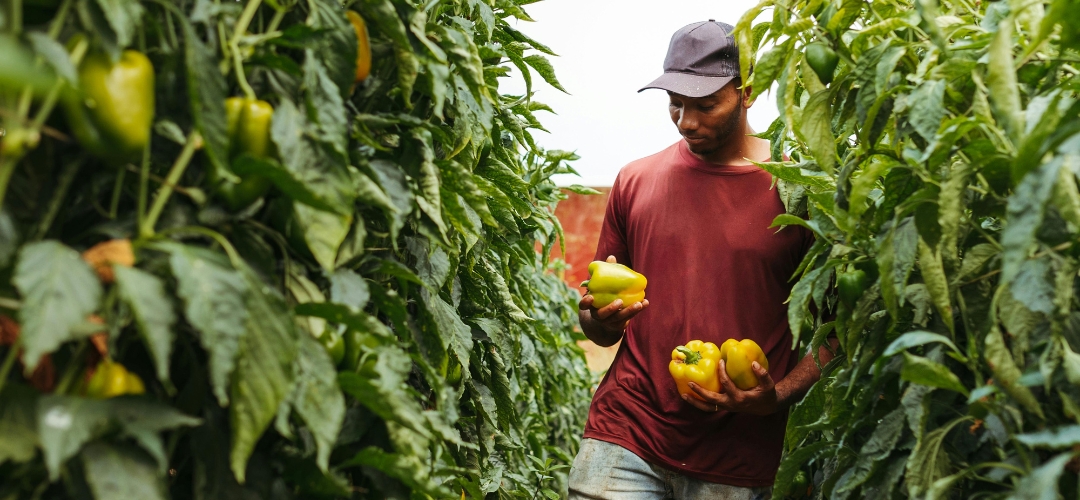 A farmer in the field looking at produce