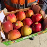 Golden beets, mangoes, and strawberries.
