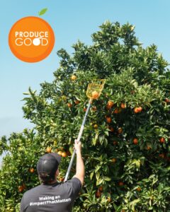 A ProduceGood volunteer gleans a citrus tree for fruit to be donated to the Food Bank.
